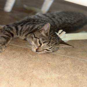 adoptable Cat in Hamilton, OH named Spazz