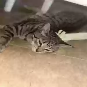 adoptable Cat in Hamilton, OH named Spazz