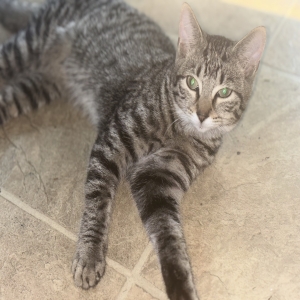 adoptable Cat in Hamilton, OH named Spunk Spunk