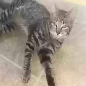 adoptable Cat in Hamilton, OH named Spunk Spunk