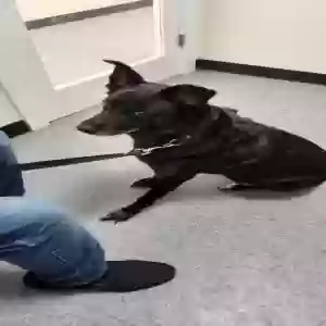 adoptable Dog in Norcross, GA named Candy