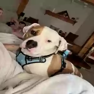 adoptable Dog in Galion, OH named Ozzy