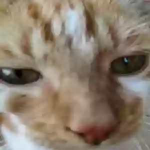 /images/pets/original/2186886_actual_two.webp