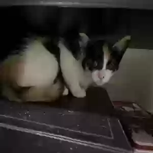 adoptable Cat in Miami, FL named sushi