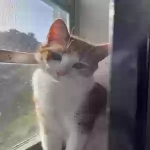 adoptable Cat in Miami, FL named Kilo