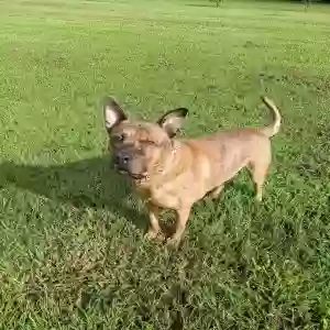 adoptable Dog in Dunn, NC named Gohan