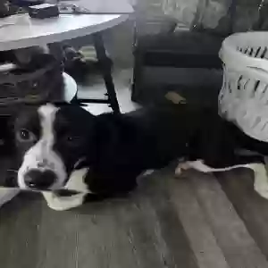 adoptable Dog in Van Buren, AR named Larry