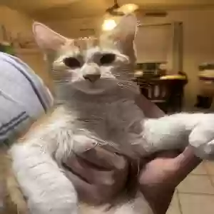 adoptable Cat in Visalia, CA named Rodrigo