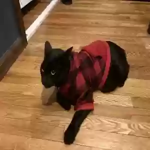 adoptable Cat in Springfield, MA named Rascal