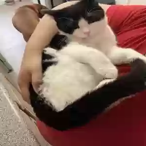 adoptable Cat in Bronx, NY named Coco