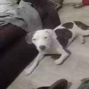 adoptable Dog in Muncie, IN named Blue