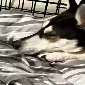 /images/pets/original/2186921_actual_two.webp