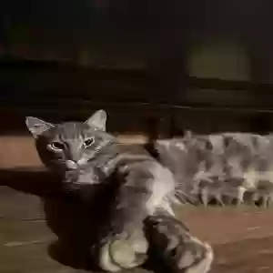 adoptable Cat in Fuquay Varina, NC named Tea Tree