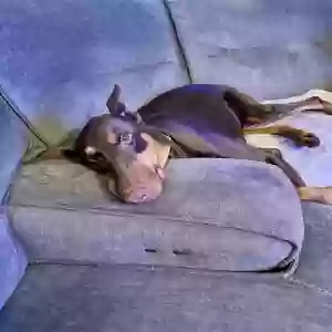 adoptable Dog in Eaton, OH named Willow