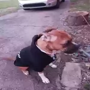 adoptable Dog in Lexington, KY named Bella