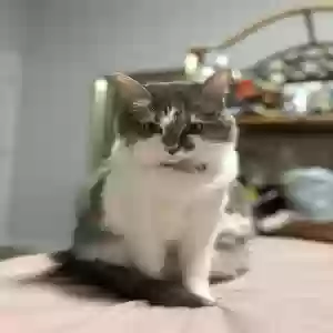adoptable Cat in Oakwood, GA named Xena