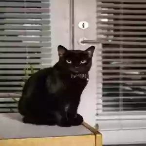 adoptable Cat in Oakwood, GA named Leia