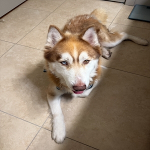 adoptable Dog in Old Hickory, TN named Bailey