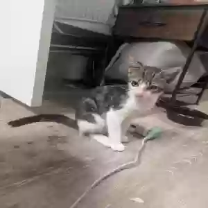 adoptable Cat in Staley, NC named Dobby