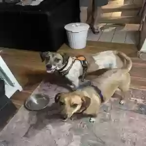 adoptable Dog in Opelika, AL named Shirley (white and brown) BB (solid brown)