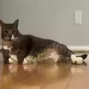 adoptable Cat in Elkins Park, PA named Cleo
