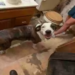 adoptable Dog in Beebe, AR named Unknown