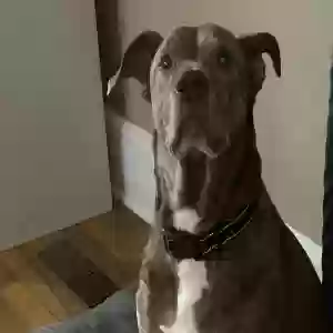 adoptable Dog in Rome, GA named Buddy