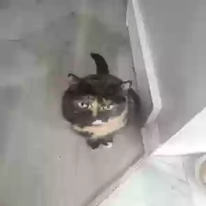 adoptable Cat in Cincinnati, OH named Snickers
