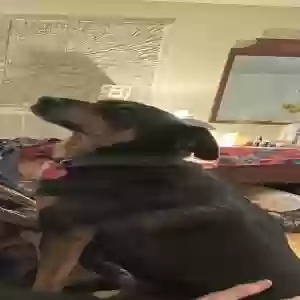 adoptable Dog in Abingdon, VA named Tiko