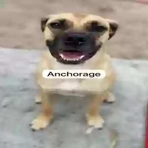 adoptable Dog in Anchorage, AK named Louie