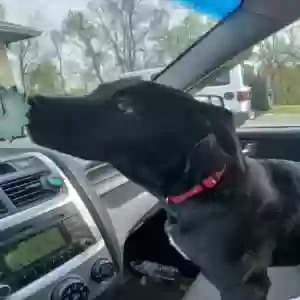 /images/pets/original/2186980_31694_IMG_20250421_091301.webp
