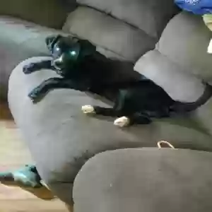 adoptable Dog in Rush, KY named Piper and Lady