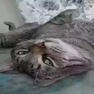 adoptable Cat in Reidsville, NC named Tigger