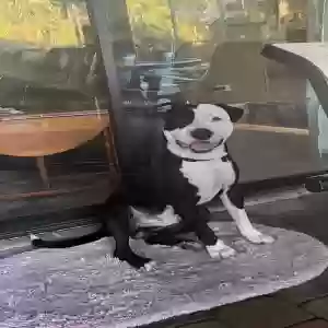 adoptable Dog in Apopka, FL named unknown