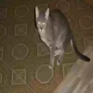 /images/pets/original/2186986_58924_195_1941.webp