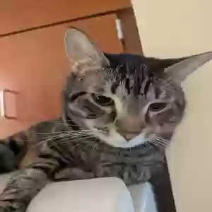 adoptable Cat in Cookeville, TN named Zeke(Ezekiel)