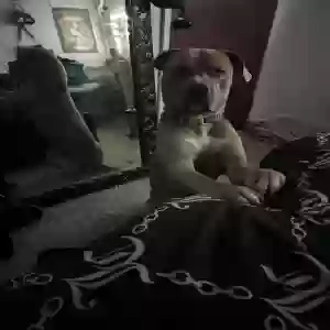 adoptable Dog in Apple Valley, CA named Valentine