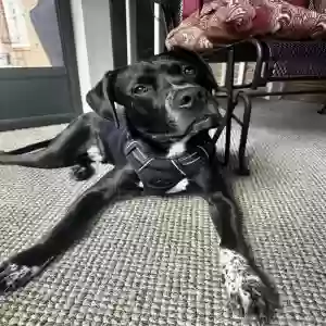 adoptable Dog in Gainesville, GA named Koa