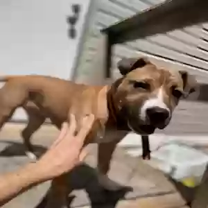 adoptable Dog in Polk City, FL named Stormy