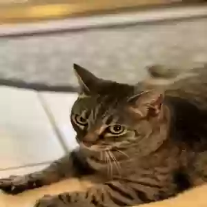 adoptable Cat in Romney, WV named Annie