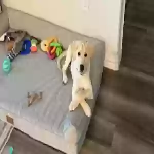 adoptable Dog in Princeton, TX named Wallie