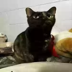 adoptable Cat in Quincy, FL named Beetlebug