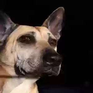 adoptable Dog in Lapeer, MI named Kozie Girl