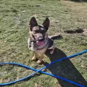 adoptable Dog in Mountain Home, ID named Ollie