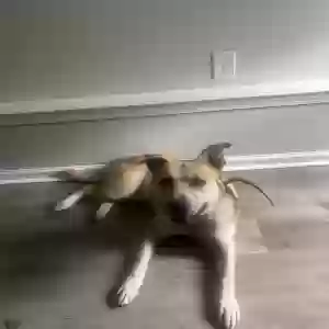 adoptable Dog in Lithonia, GA named Furnane