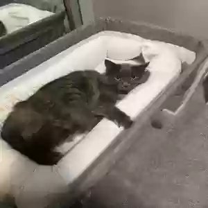 adoptable Cat in Pleasant Hill, IA named Suki