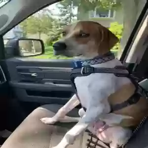 adoptable Dog in Massapequa, NY named Bailey