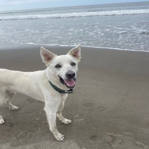 adoptable Dog in Mill Valley, CA named Sawyer