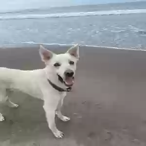 adoptable Dog in Mill Valley, CA named Sawyer