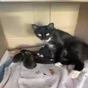 adoptable Cat in Wauchula, FL named Louisiana